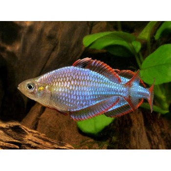 Melanotaenia Praecox - Diamant Regenbogenfisch