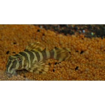 Peckoltia compta Imperial Tiger, L134, Yello Zebra DNZ