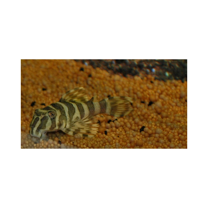 Peckoltia compta Imperial Tiger, L134, Yello Zebra DNZ