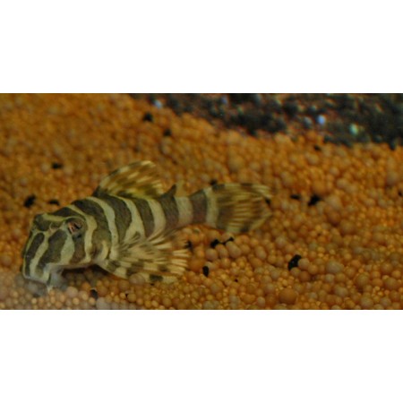 Peckoltia compta Imperial Tiger, L134, Yello Zebra DNZ