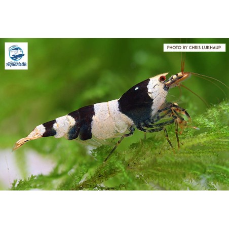 Caridina cantonensis var. Black Bee (DNZ)