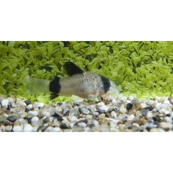 Corydoras Panda - Poisson-chat panda DNZ