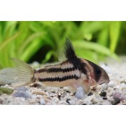 Corydoras parallelus CW 127