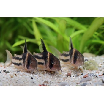 Corydoras parallelus CW 127