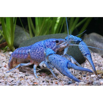 Blauer Floridakrebs, Procambarus alleni DNZ
