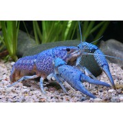 Blauer Floridakrebs, Procambarus alleni DNZ