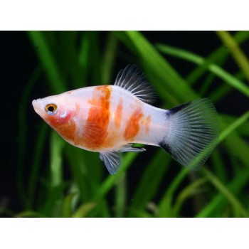 Bleeding Heart  Platy, Xiphophorus maculatus