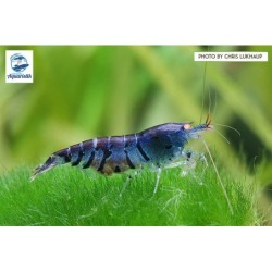 Caridina cantonensis var. Blue Tiger OE* (DNZ)