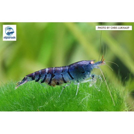 Caridina cantonensis var. Blue Tiger OE* (DNZ)