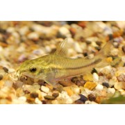 Zwergpanzerwels - Corydoras pygmaeus DNZ