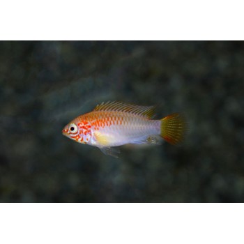 Schwarzkehlbuntbarsch gold - Apistogramma viejita gold