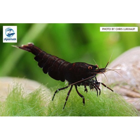 Caridina cantonensis var. Black Tiger