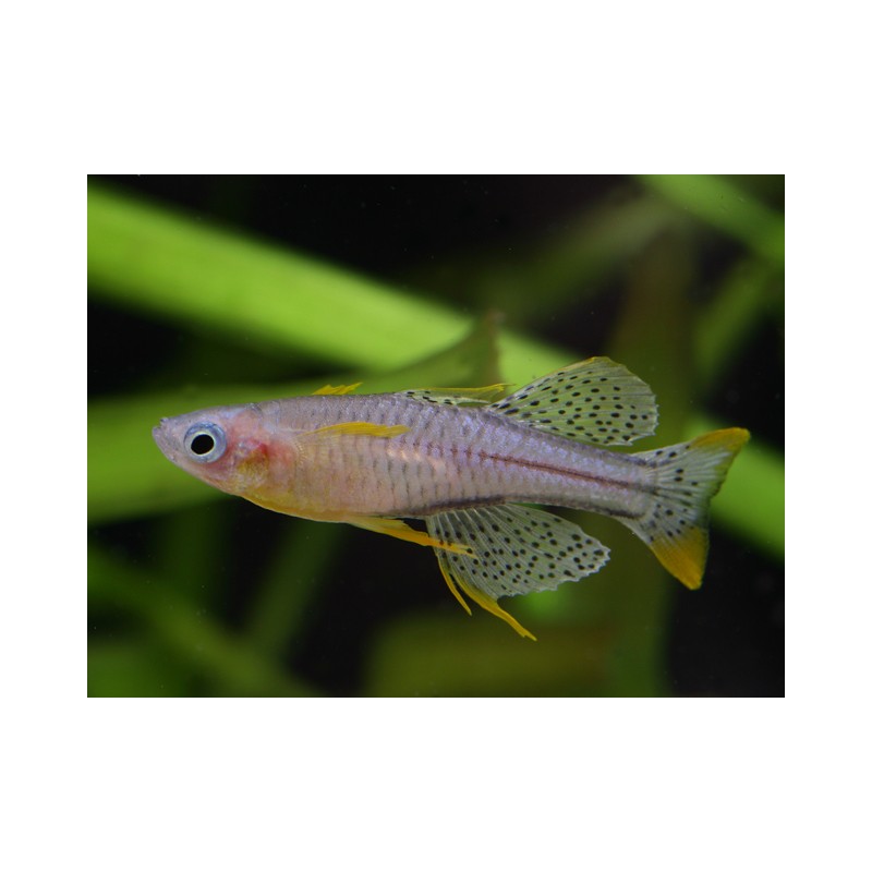 Pseudomugil gertrudae - Blauaugen Regenbogenfisch Aru IV