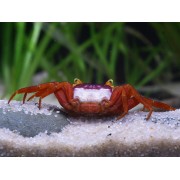 Geosesarma notophorum - Mandarin Krabbe