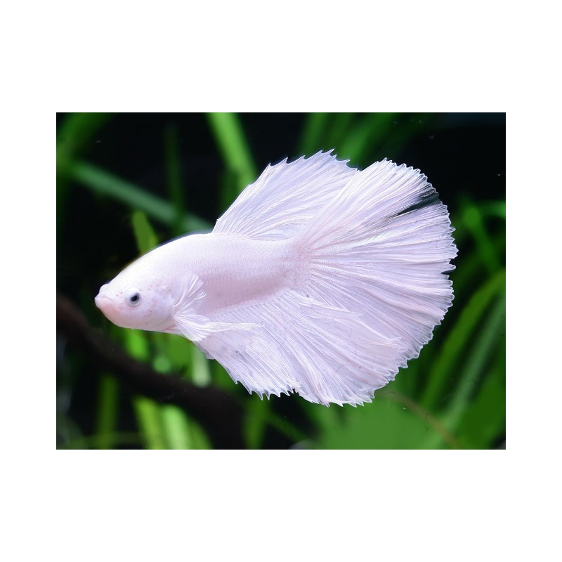 Betta splendens - Halfmoon "Opaque white" Male