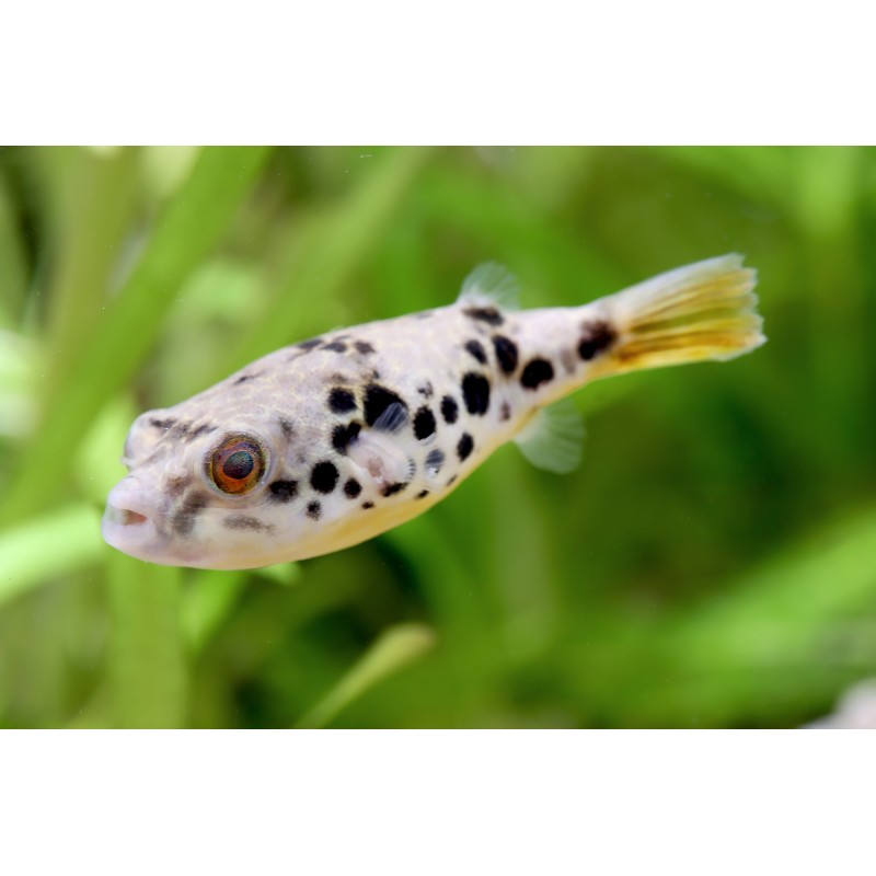 Tetraodon schoutedeni - Congo Leopard puffer fish (offspring)