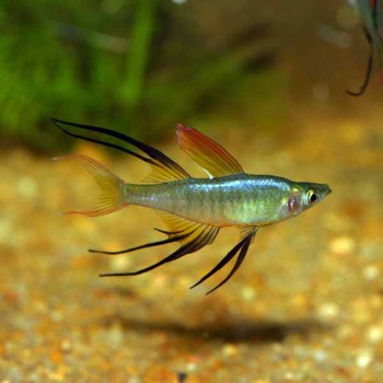 Filigran-Regenbogenfisch