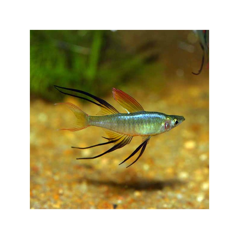 Filigran-Regenbogenfisch - Iriatherina Werneri