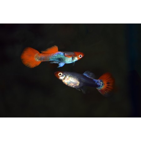 Poecilia reticulata "Koi Tuxedo", - Koi Tuxedo Guppy DNZ