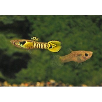 Poec. Wingei Tiger - Tiger Endler Guppy DNZ