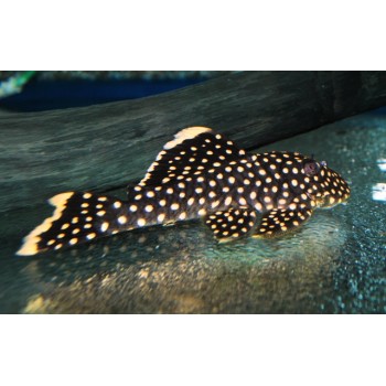 L018 Gold Nugget Pleco