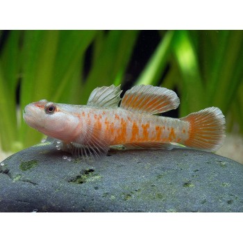 Flammengrundel Rhinogobius zhoui