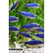 Königssalmler "Deep blue" - Inpaichthys kerri
