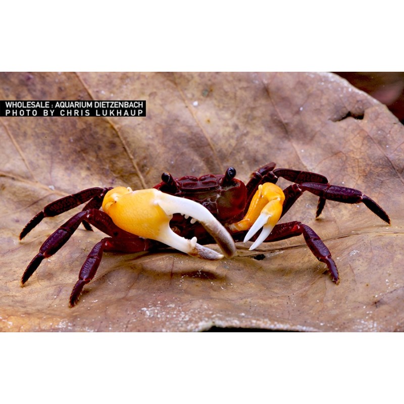 Lepidothelphusa spec.- Vampir Krabbe "Orange Arm"