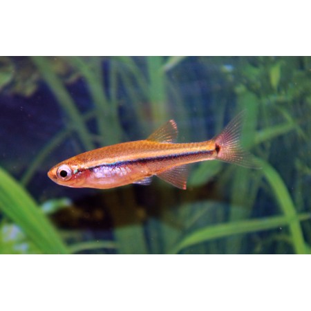 Vietnamesischer Kardinalfisch - Tanichthys micagemmae