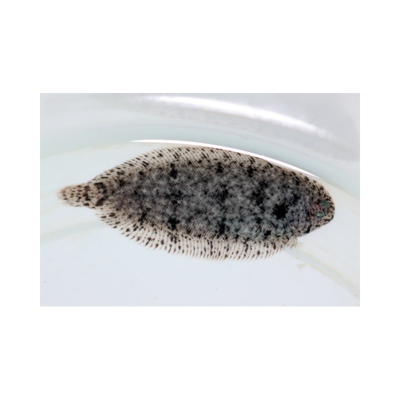 Papua Kurzschwanz Süßwasserflunder - Brachirus villosus *Rarität*