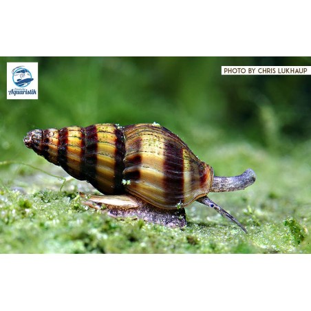 Raubturmdeckelschnecke - Clea helena