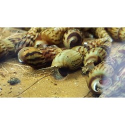 Indische / Malaiische Turmdeckelschnecke - Melanoides tuberculata