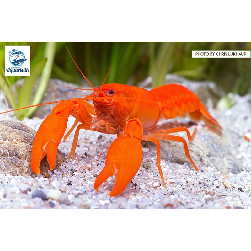 Cherax Snowden "Irianto red"